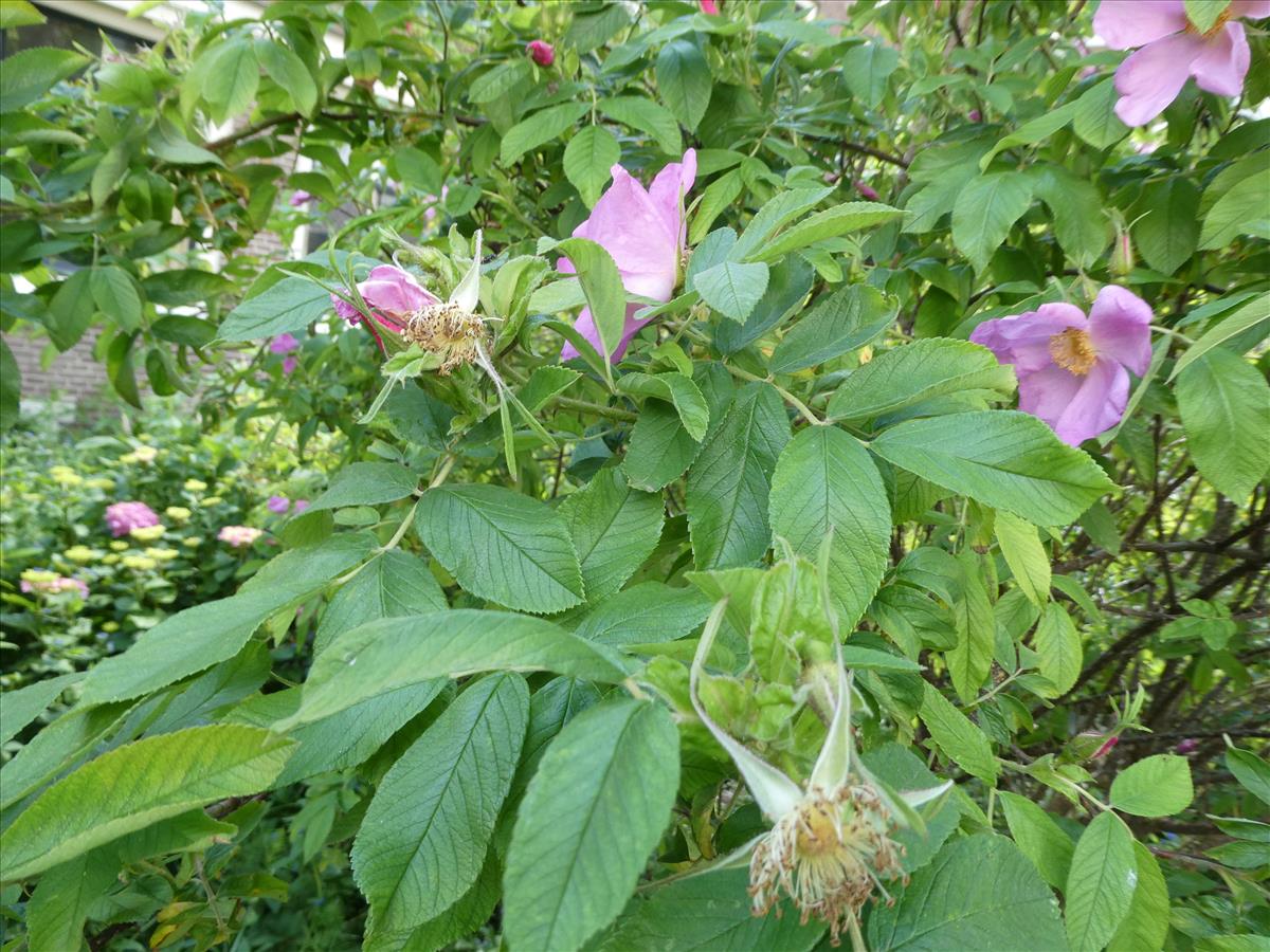Rosa 'Hollandica' (door Bert Maes)