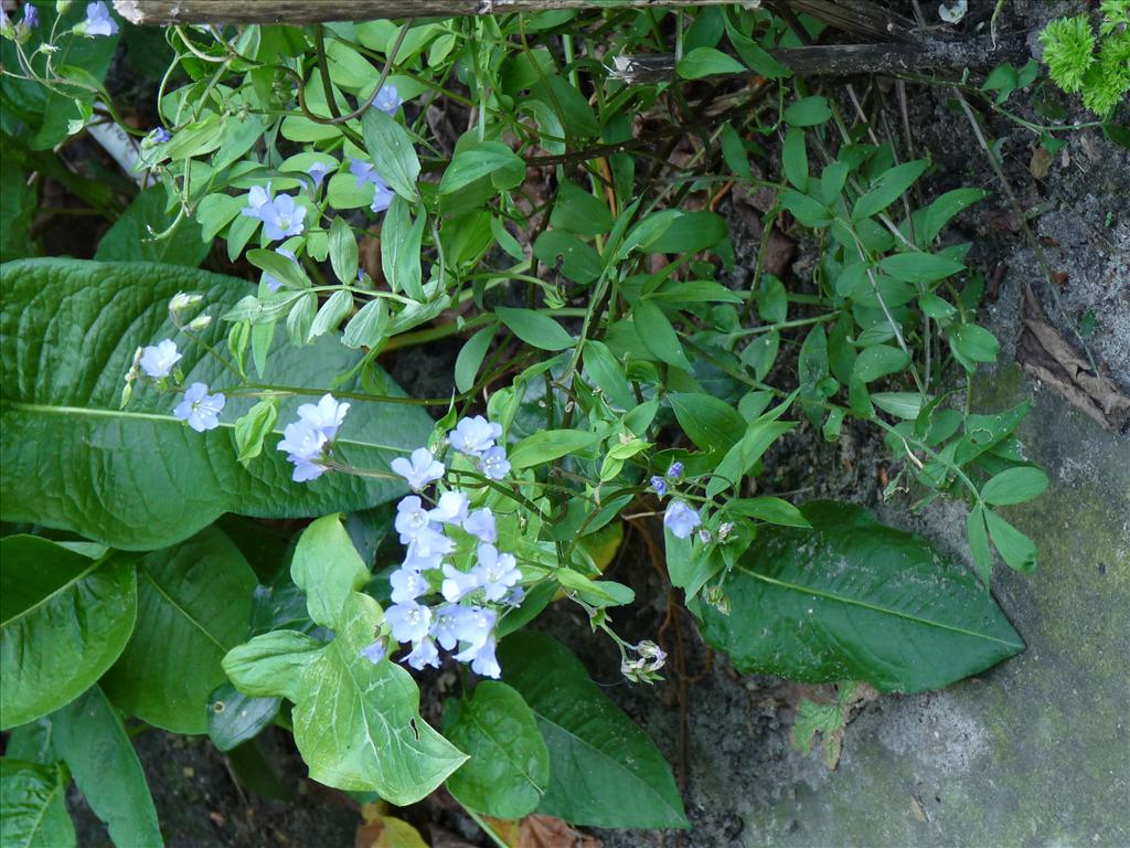 Polemonium caeruleum (door Willemien Troelstra)