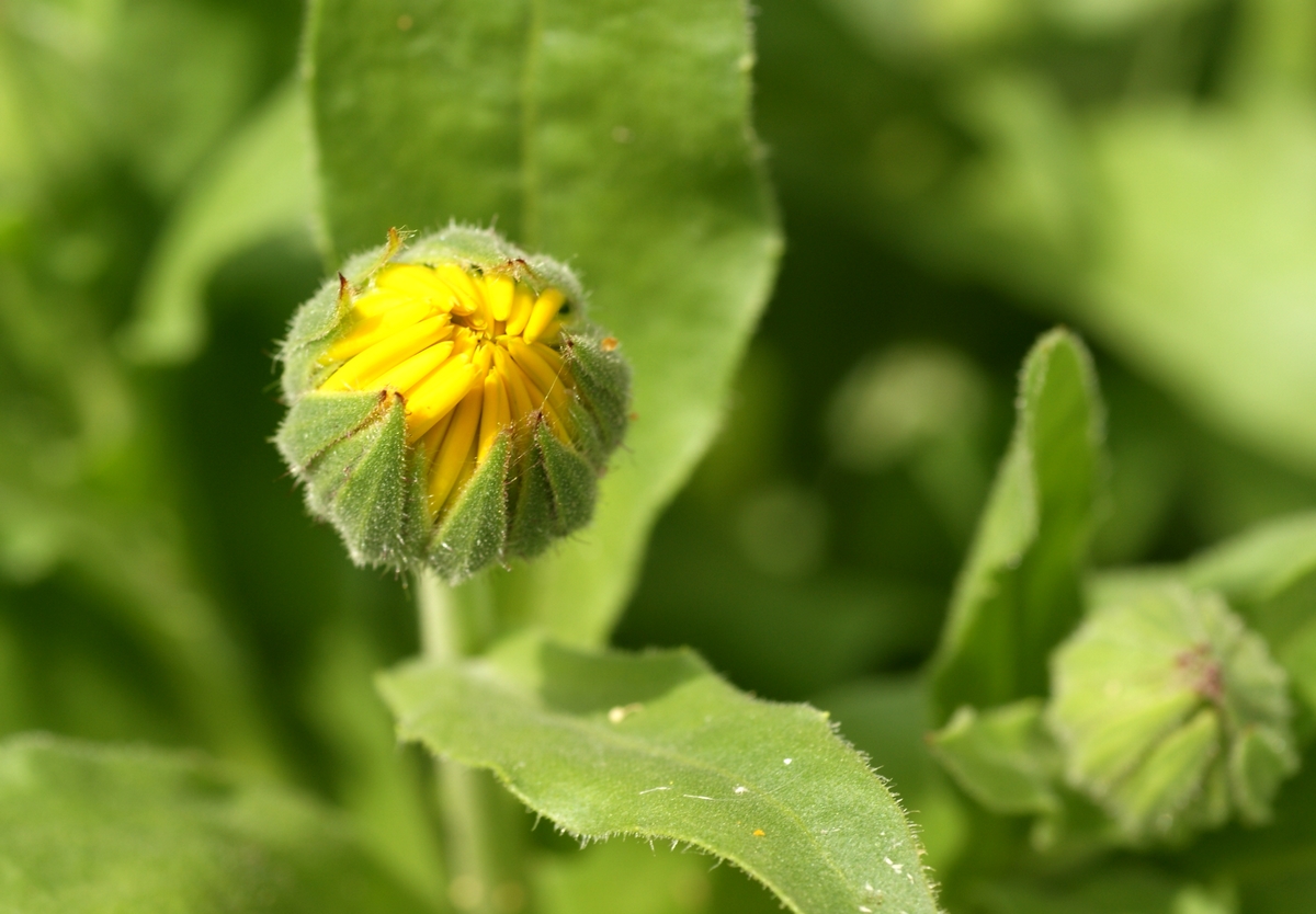 Calendula officinalis (door Joke Schaminée-Sluis)