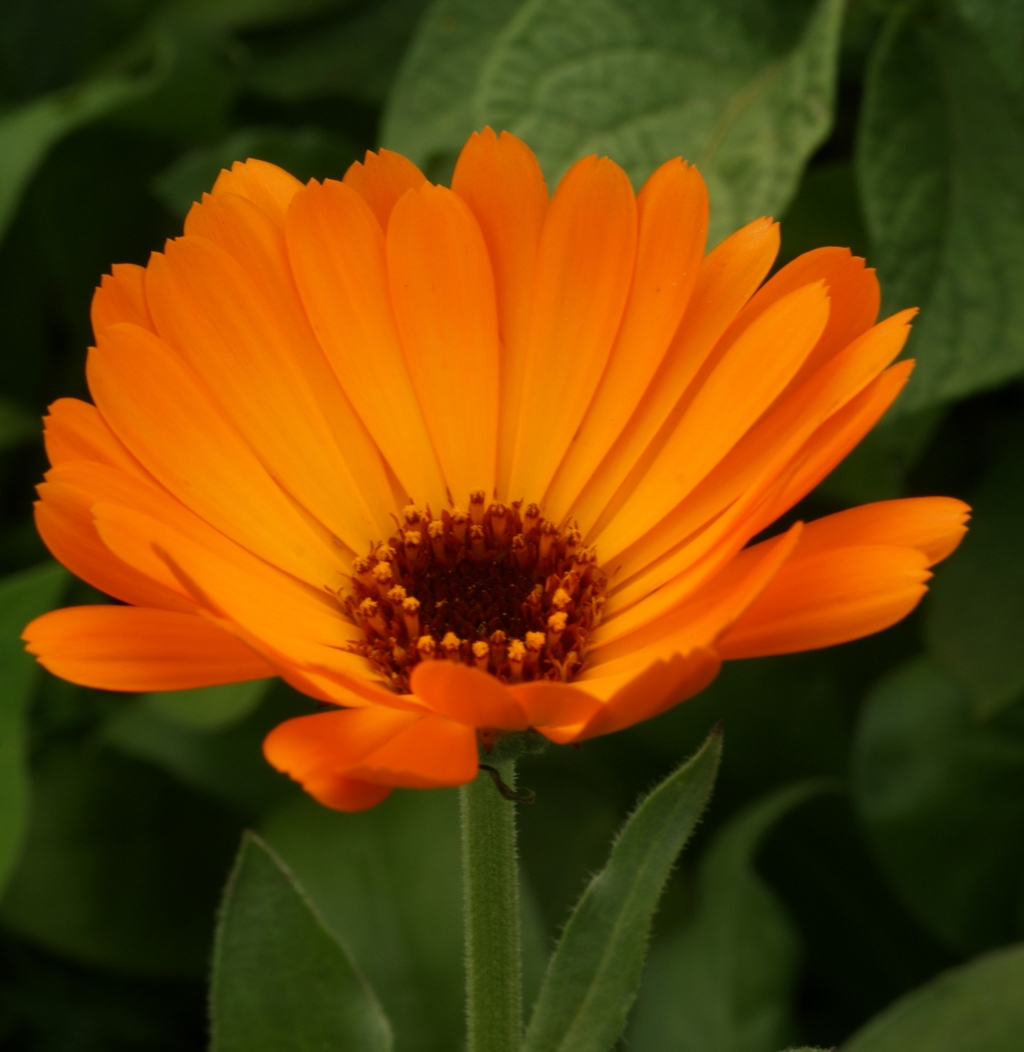 Calendula officinalis (door Joke Schaminée-Sluis)