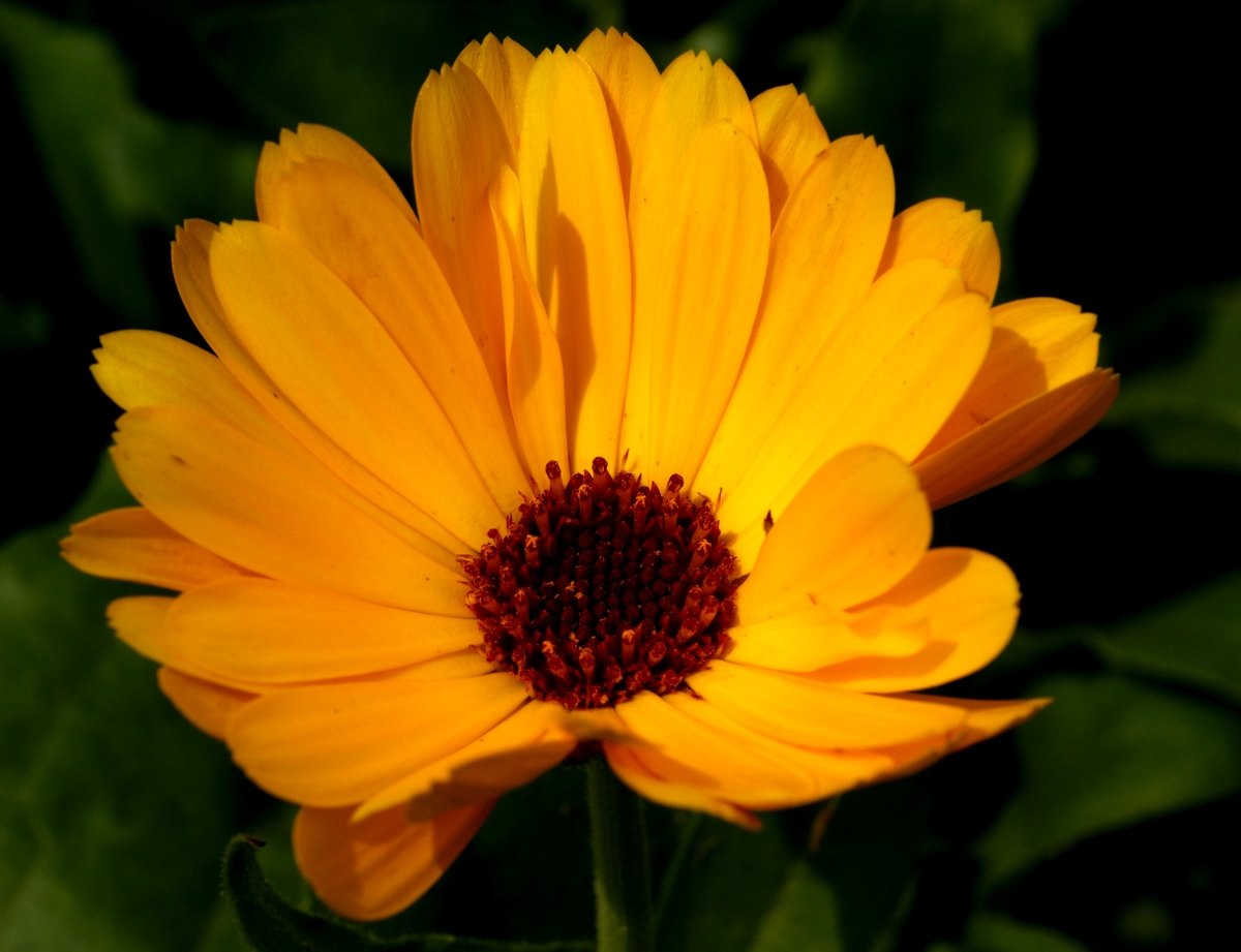 Calendula officinalis (door Joke Schaminée-Sluis)