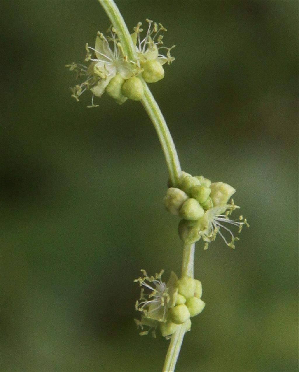 Mercurialis annua (door Peter Meininger)