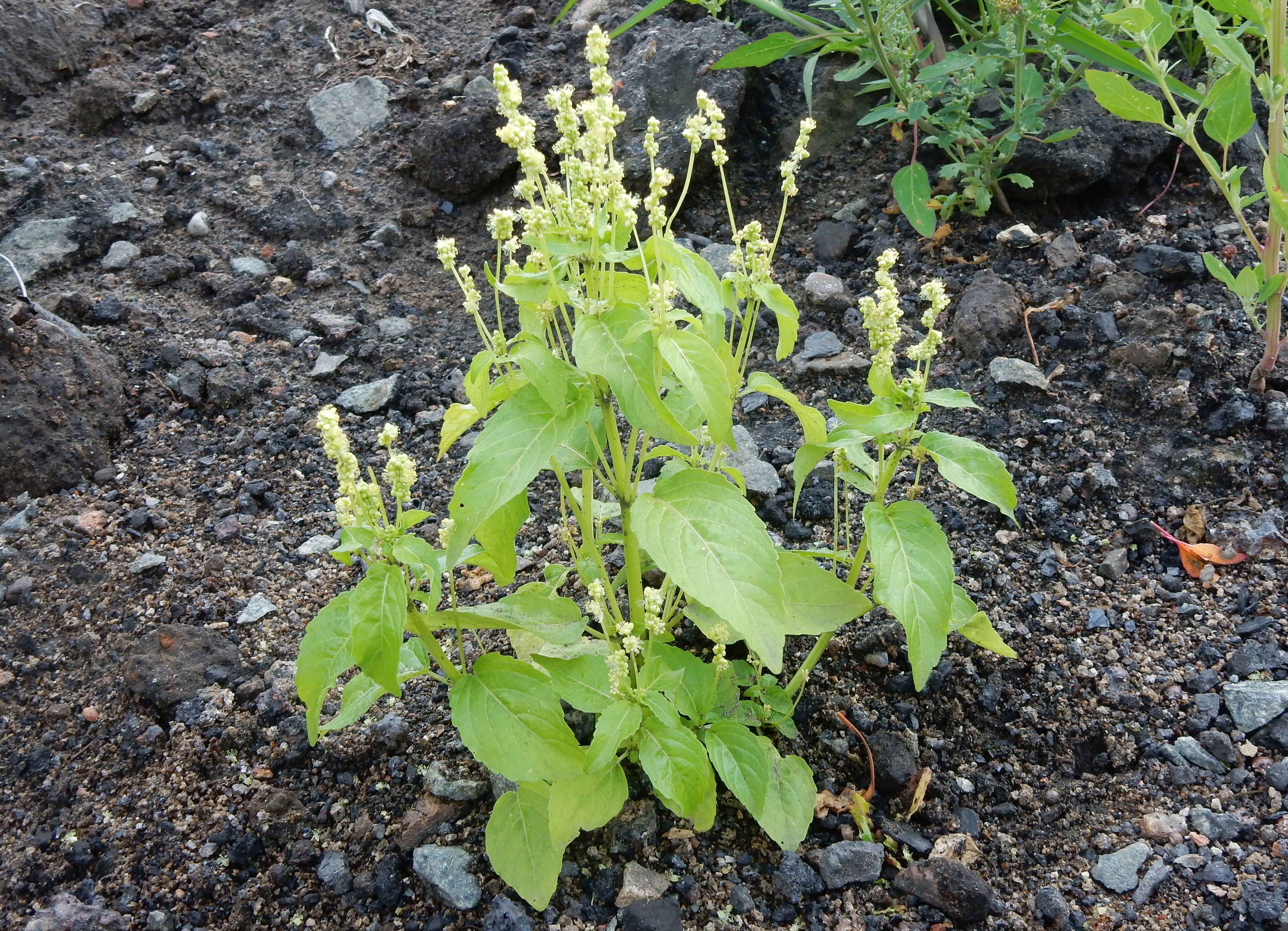 Mercurialis annua (door Peter Meininger)