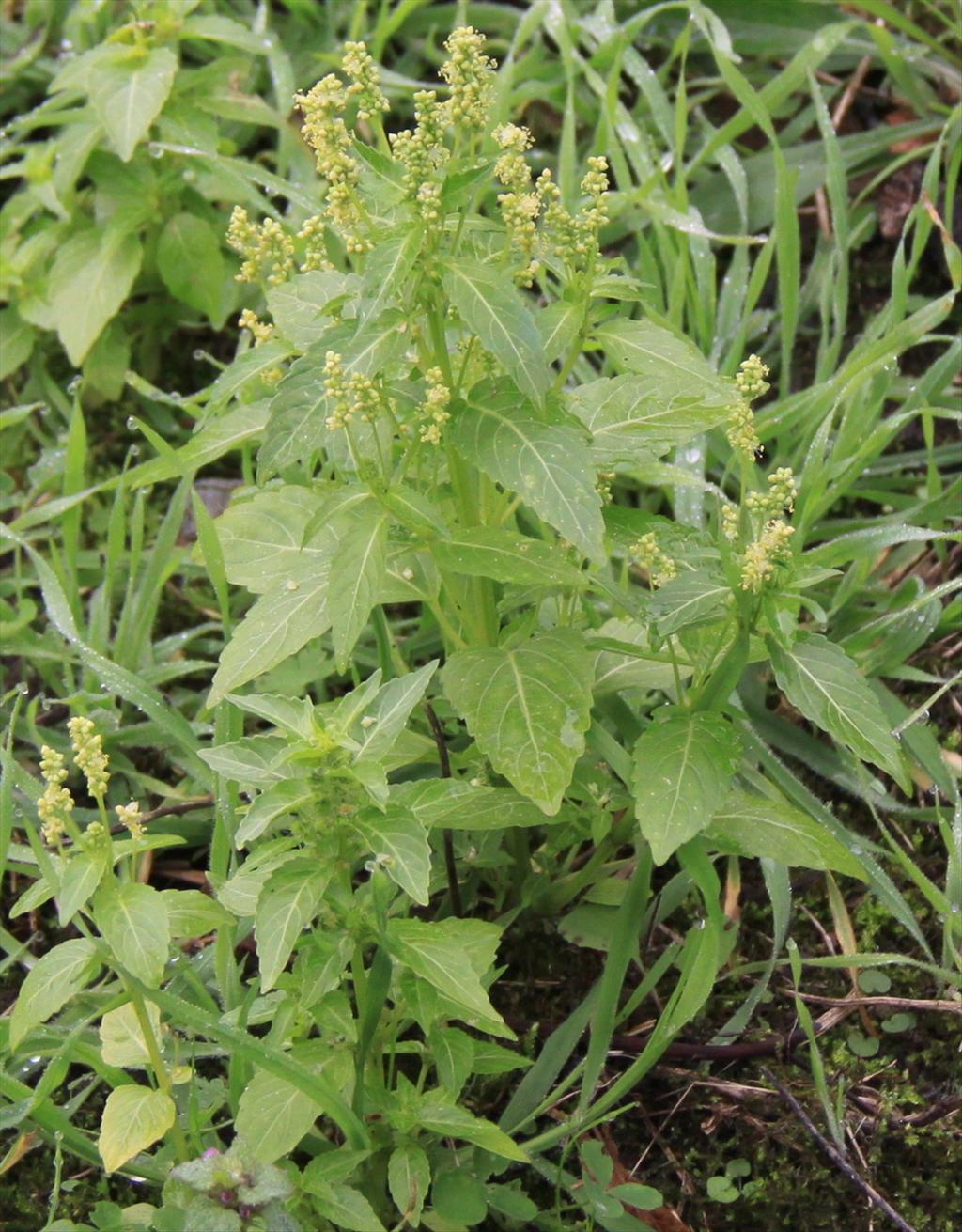 Mercurialis annua (door Peter Meininger)