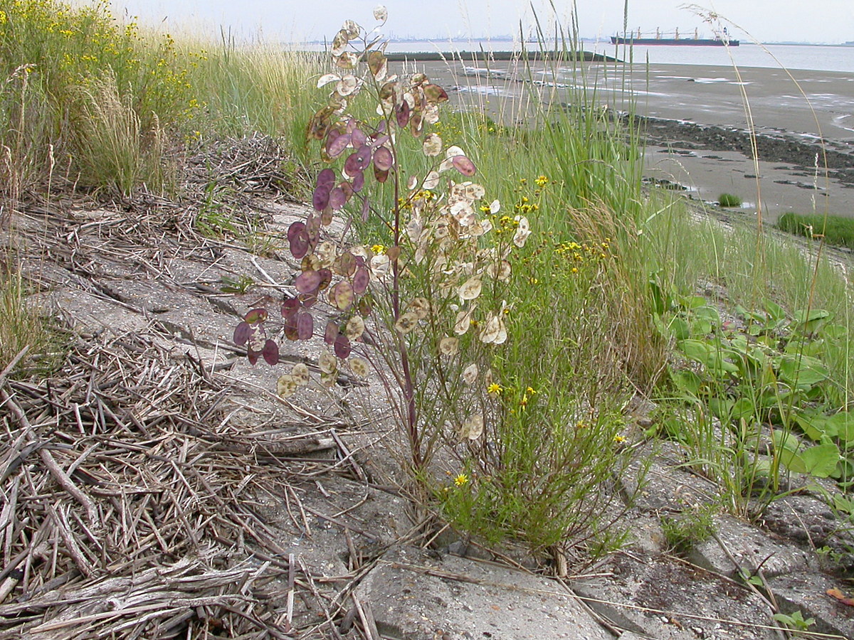 Lunaria annua (door Peter Meininger)