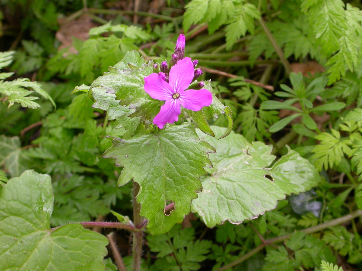 Lunaria annua (door Peter Meininger)