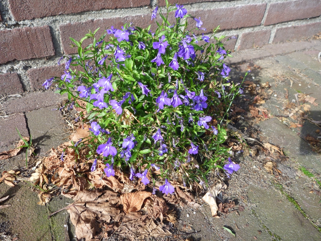 Lobelia erinus (door Cor Nonhof)