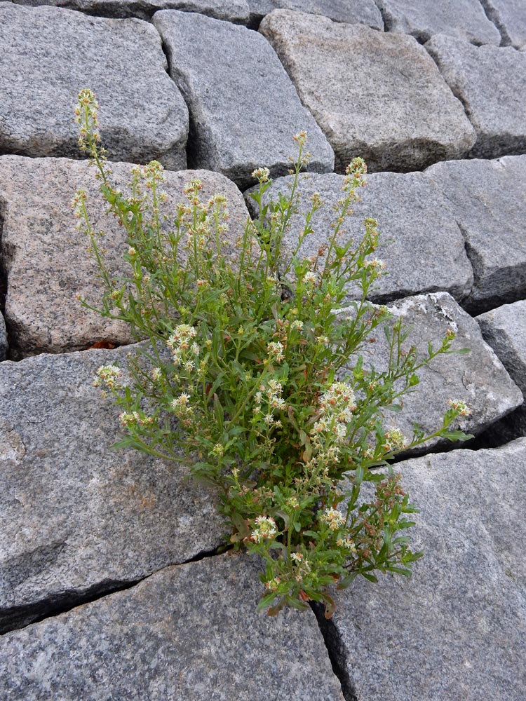 Reseda odorata (door Ed Stikvoort | saxifraga.nl)