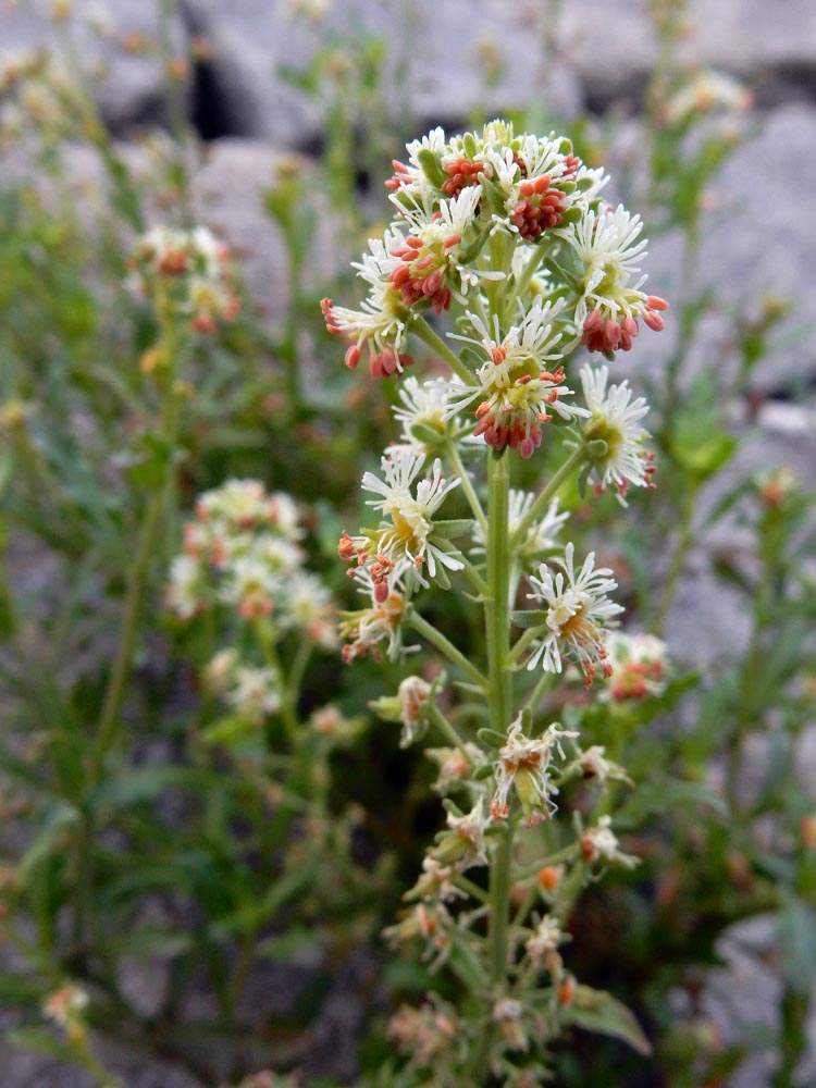 Reseda odorata (door Ed Stikvoort | saxifraga.nl)