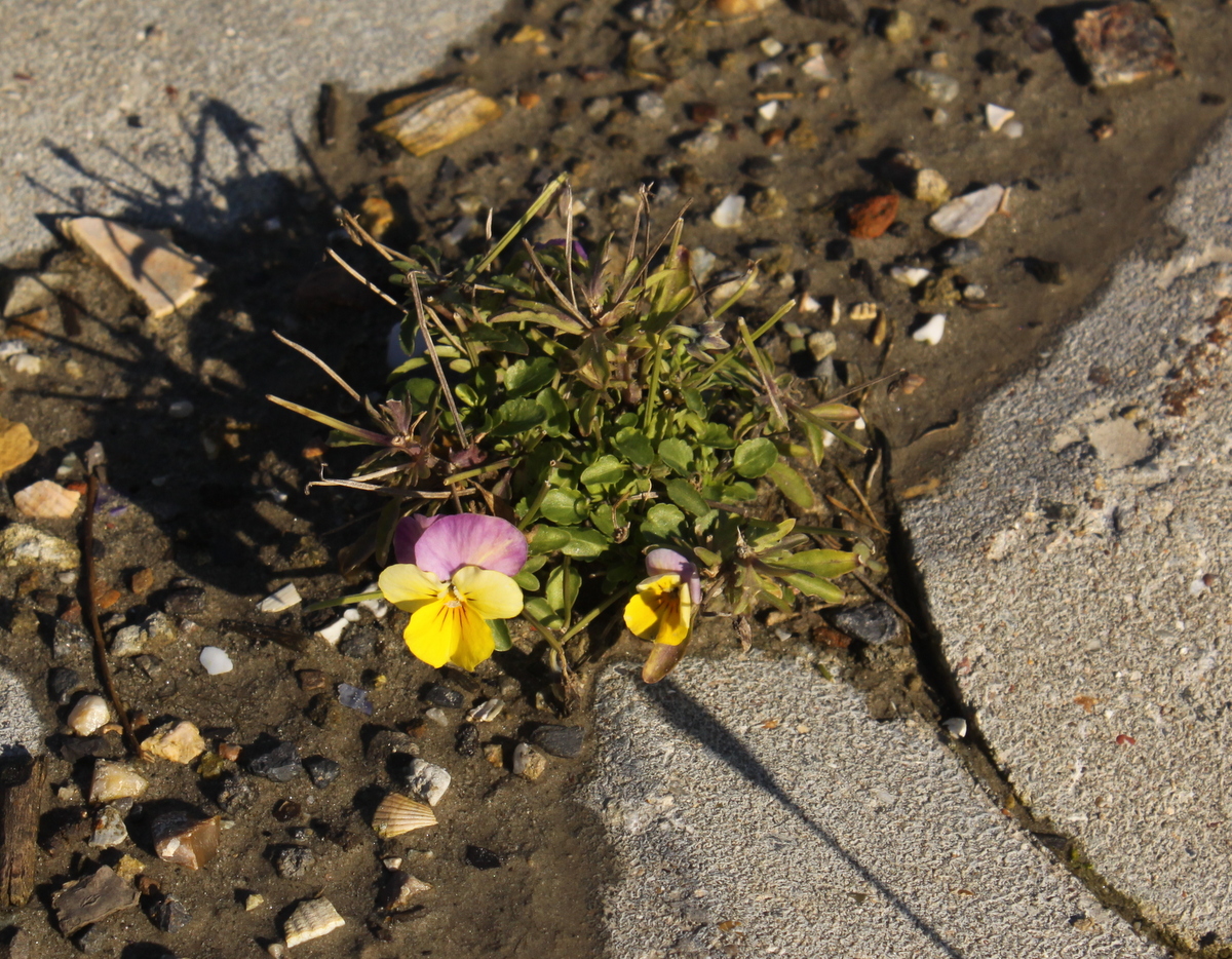 Viola x wittrockiana (door Peter Meininger)