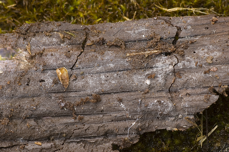 Tulasnella tomaculum (door Nico Dam)