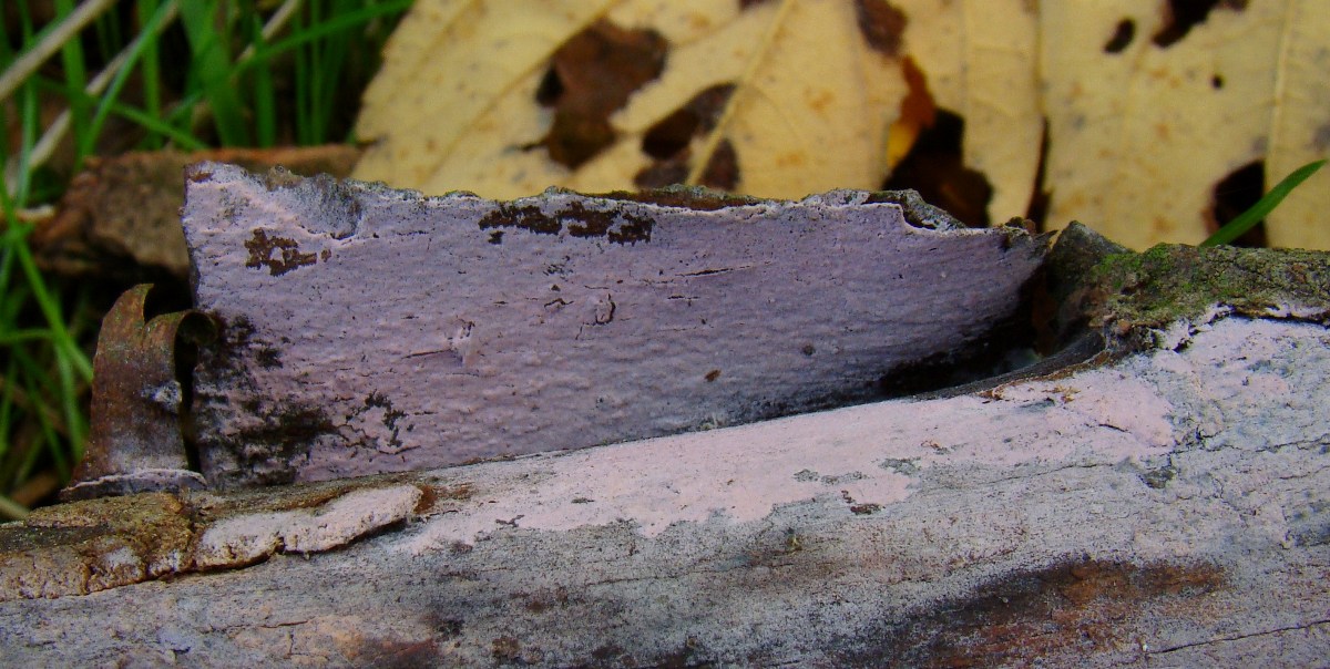 Tulasnella violea (door Hermien Wassink)