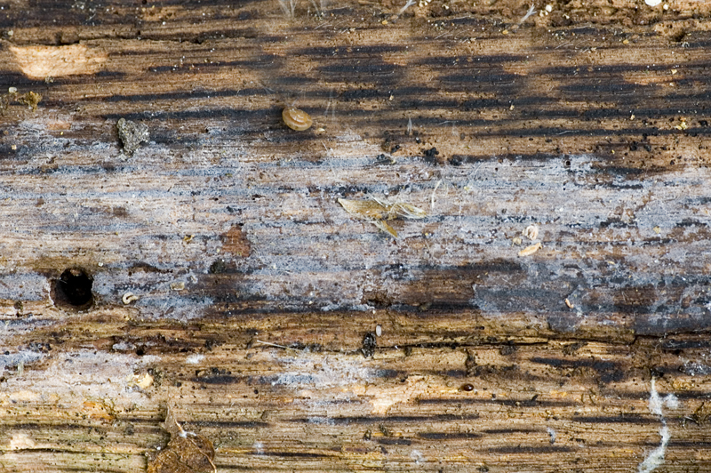 Tulasnella eichleriana (door Nico Dam)