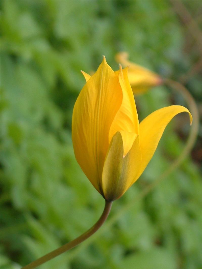 Tulipa sylvestris (door Adrie van Heerden)