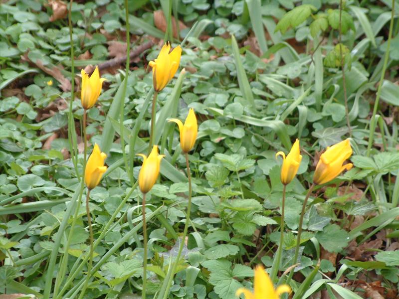 Tulipa sylvestris (door Adrie van Heerden)