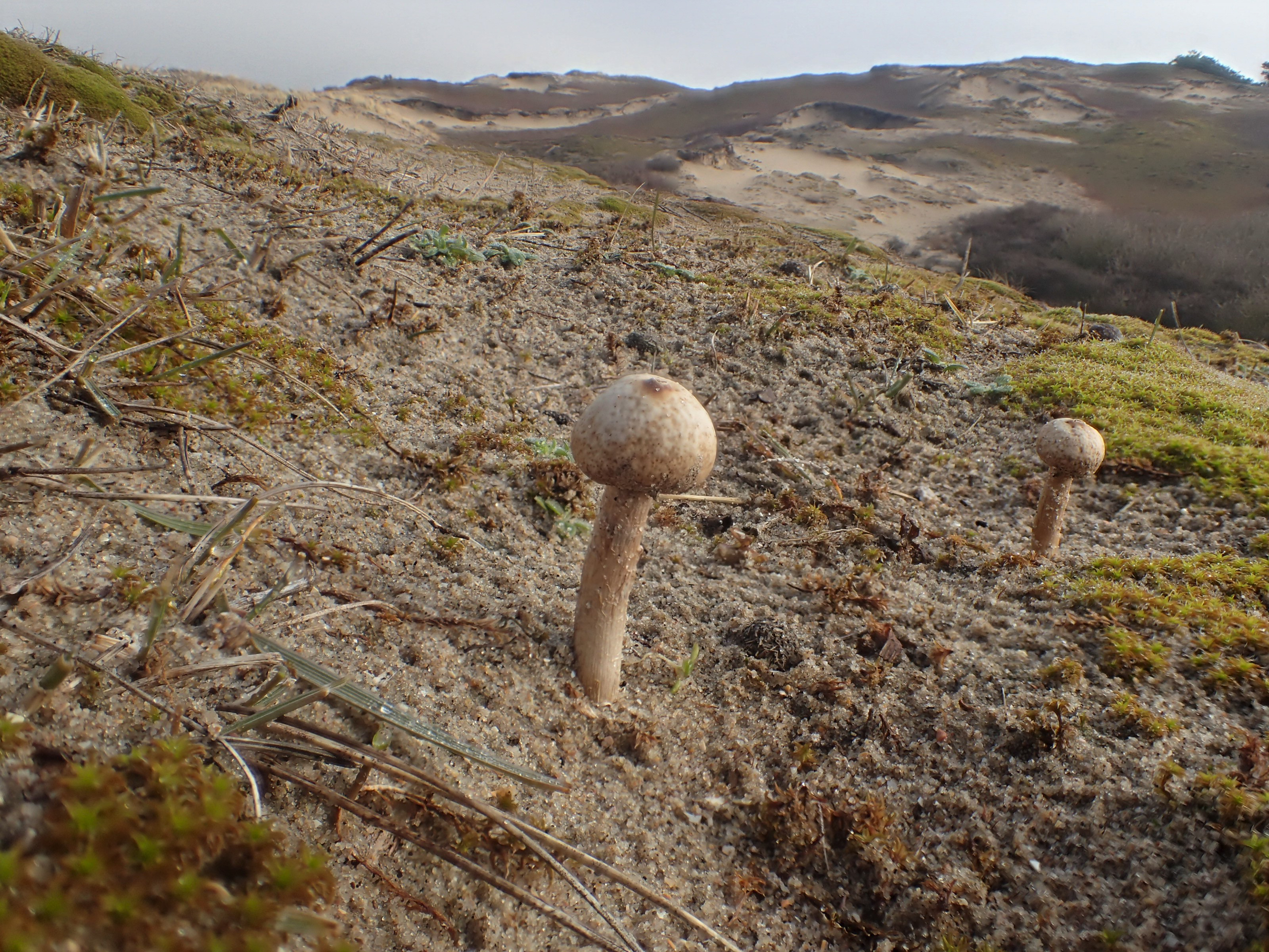 Tulostoma brumale (door Leo Jalink)