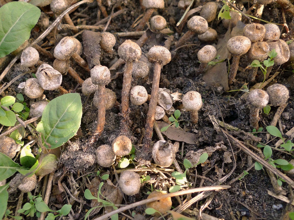 Tulostoma fimbriatum (door Marc Schmitz)