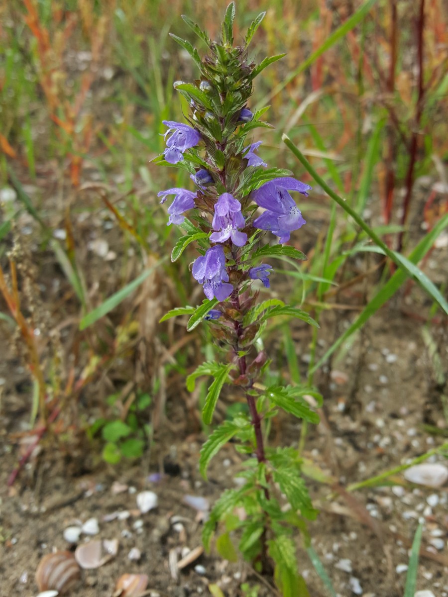 Dracocephalum moldavica (door Hanneke Waller)