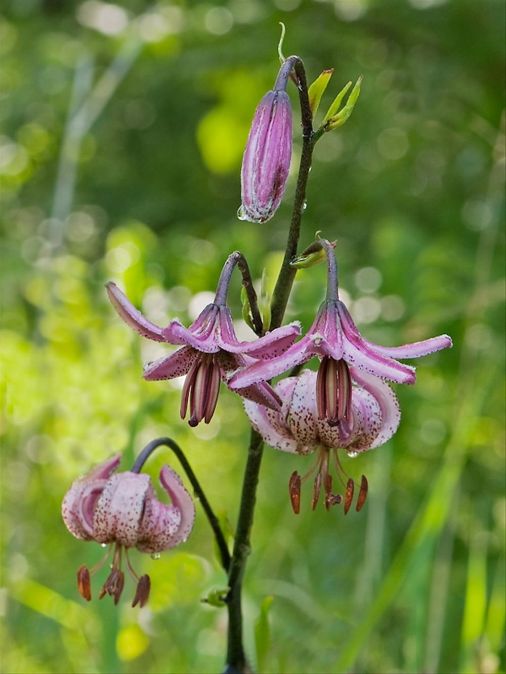 Lilium martagon (door Wijnand van Buuren)