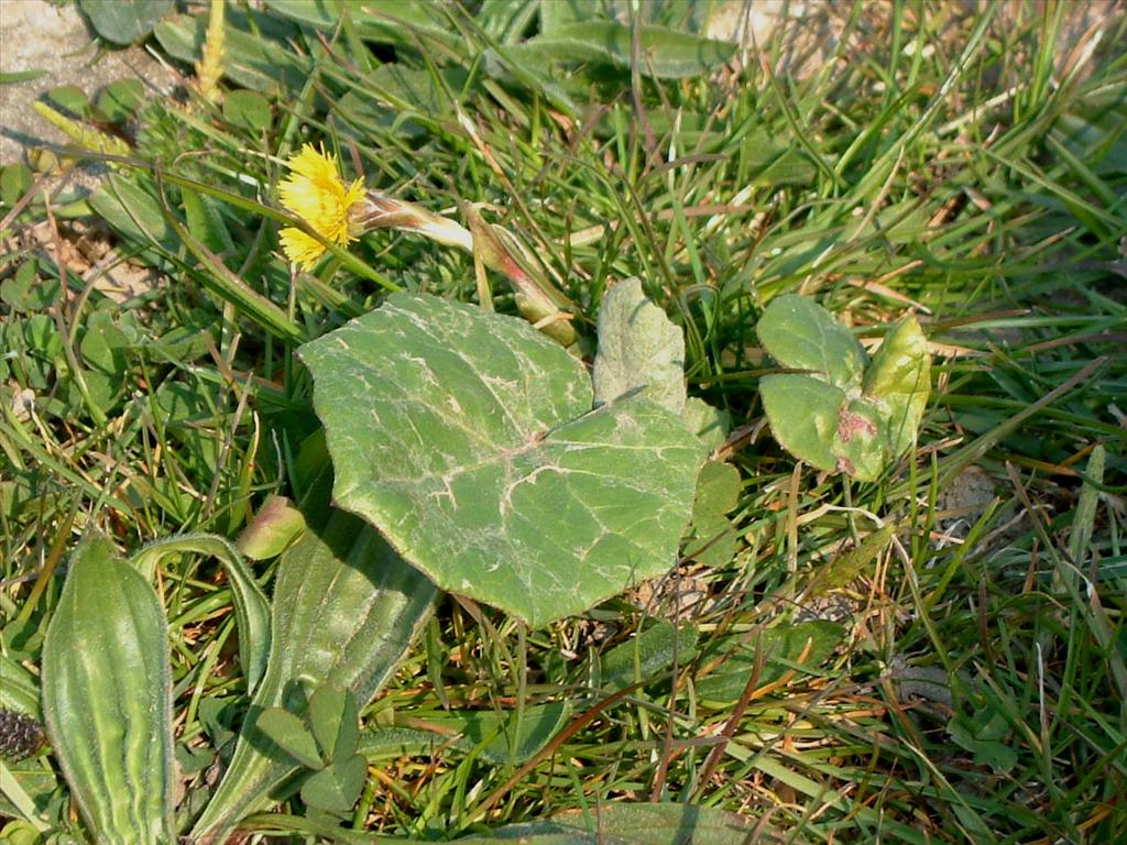 Tussilago farfara (door Adrie van Heerden)