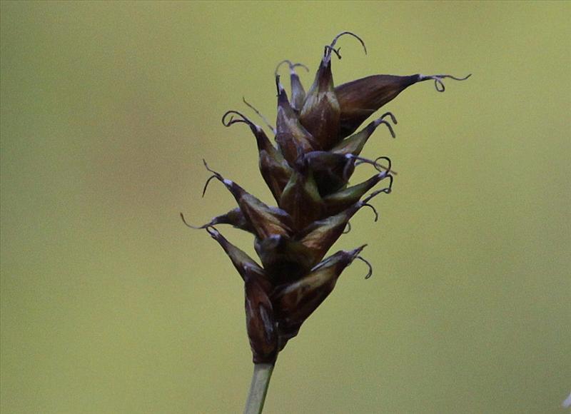 Carex dioica (door Peter Meininger)