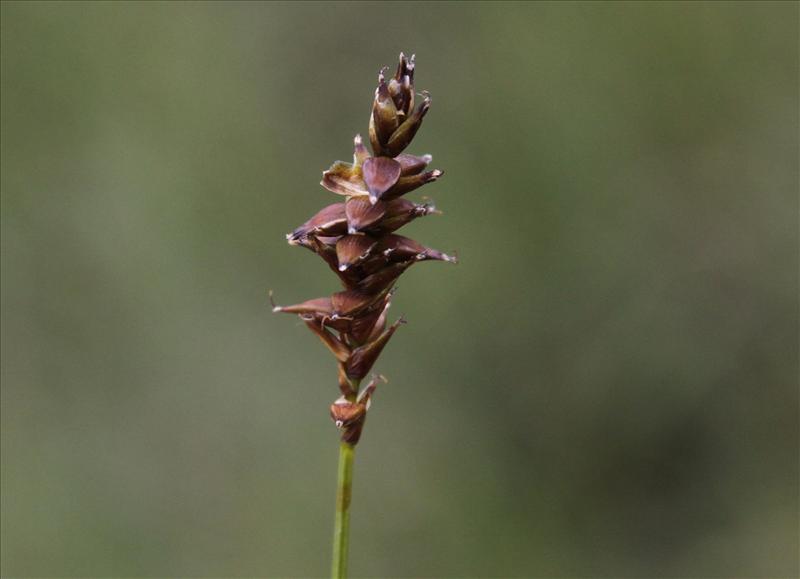 Carex dioica (door Peter Meininger)
