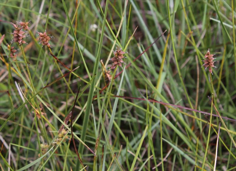 Carex dioica (door Peter Meininger)