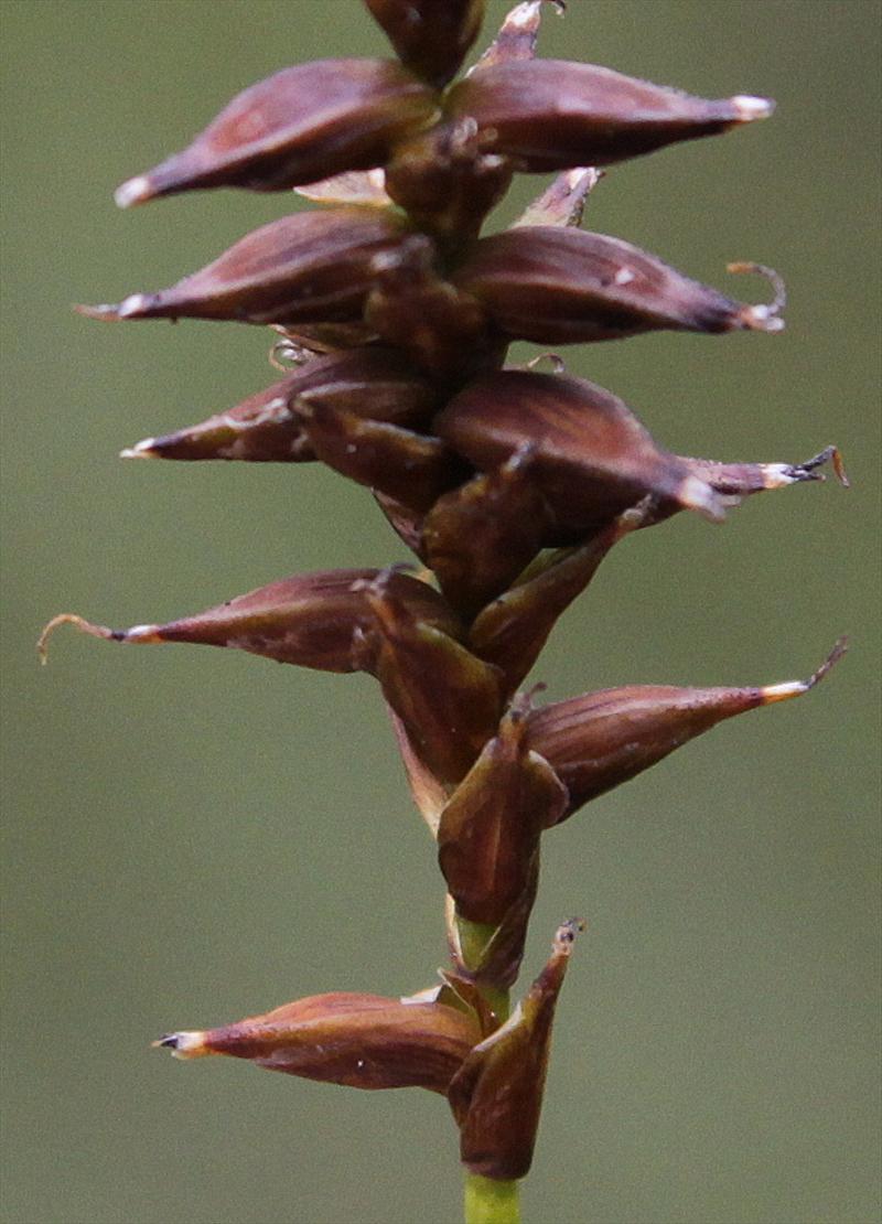 Carex dioica (door Peter Meininger)
