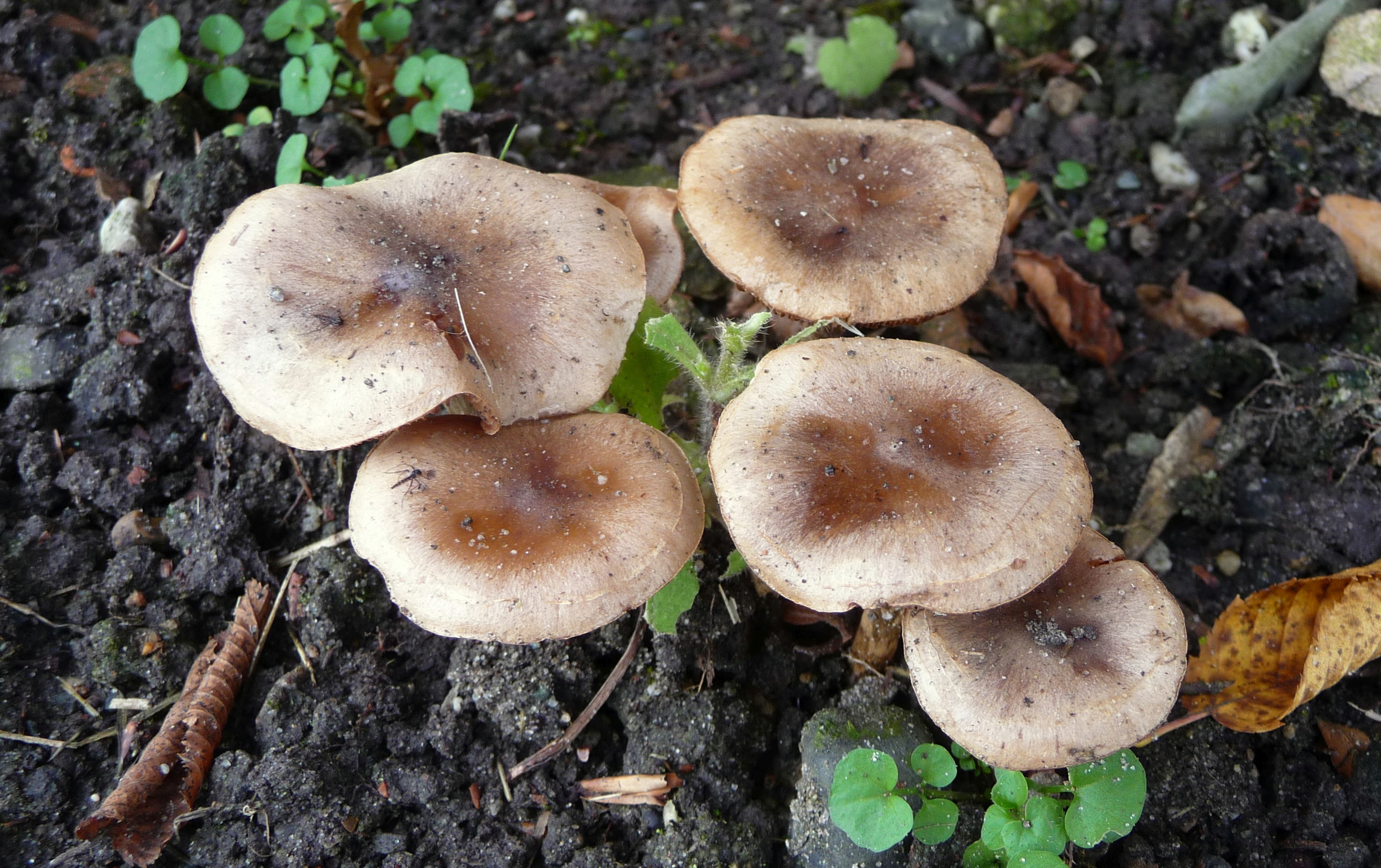 Hebeloma mesophaeum (door jelle bakker)