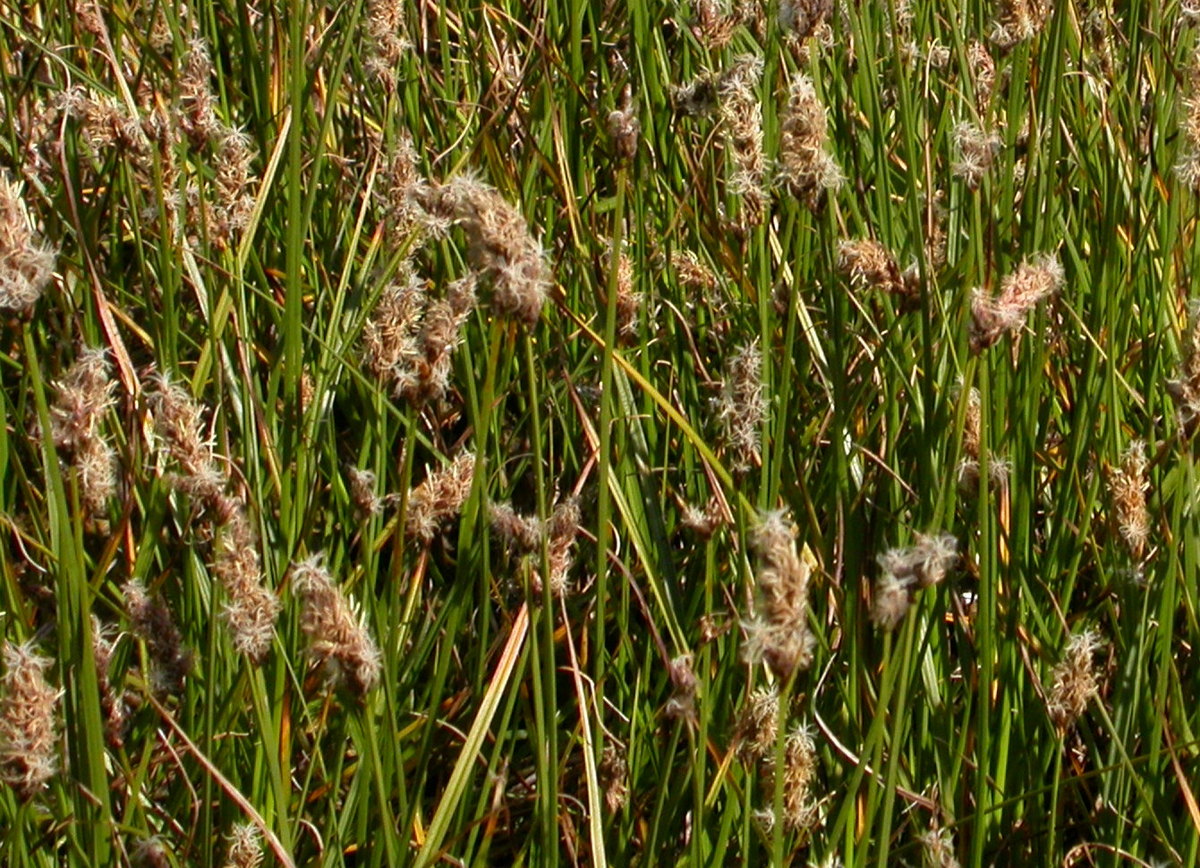 Carex disticha (door Peter Meininger)