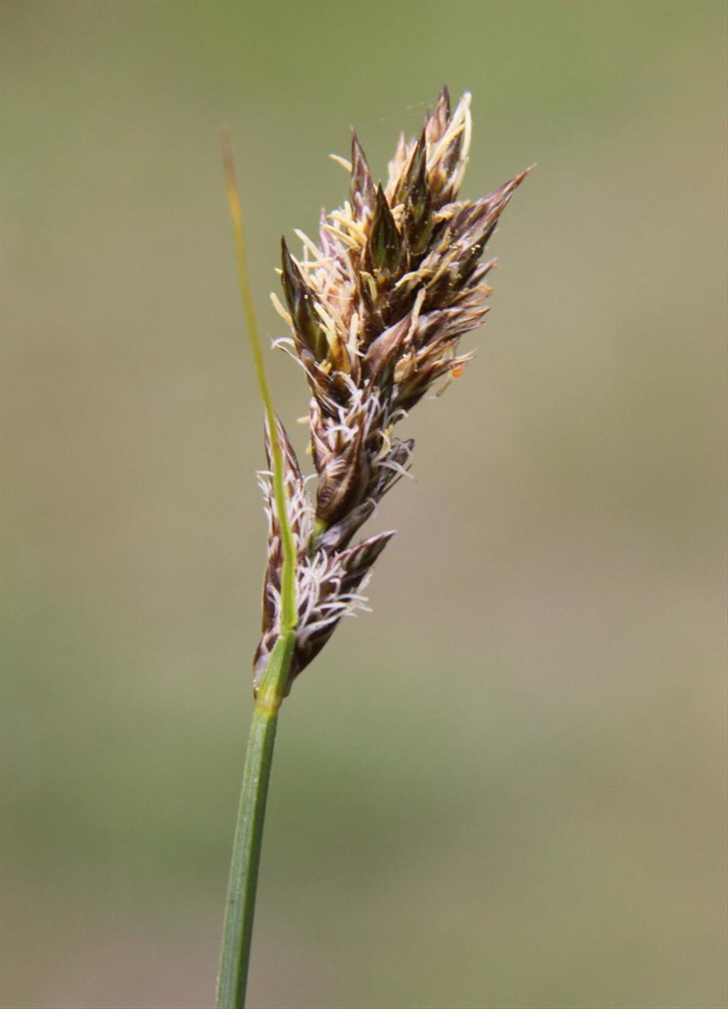 Carex disticha (door Peter Meininger)