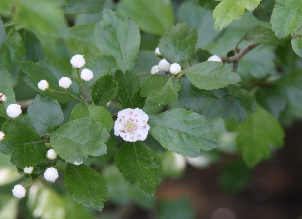 Crataegus laevigata (door Peter Meininger)