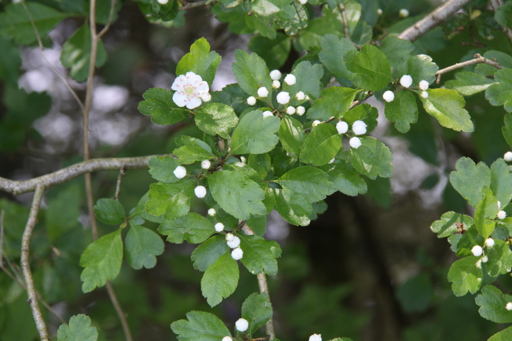 Crataegus laevigata (door Peter Meininger)