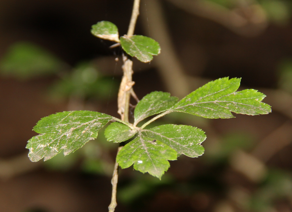 Crataegus laevigata (door Peter Meininger)