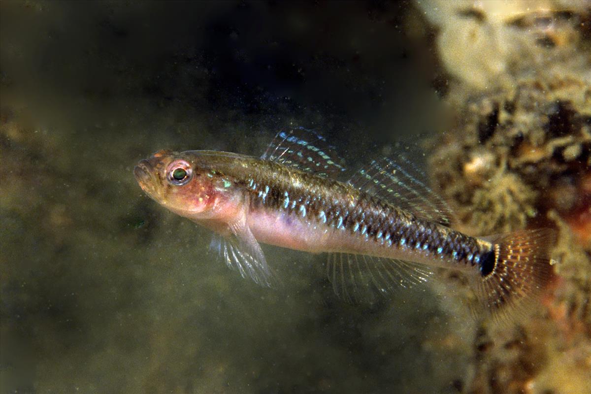 Gobiusculus flavescens (door Marion Haarsma)