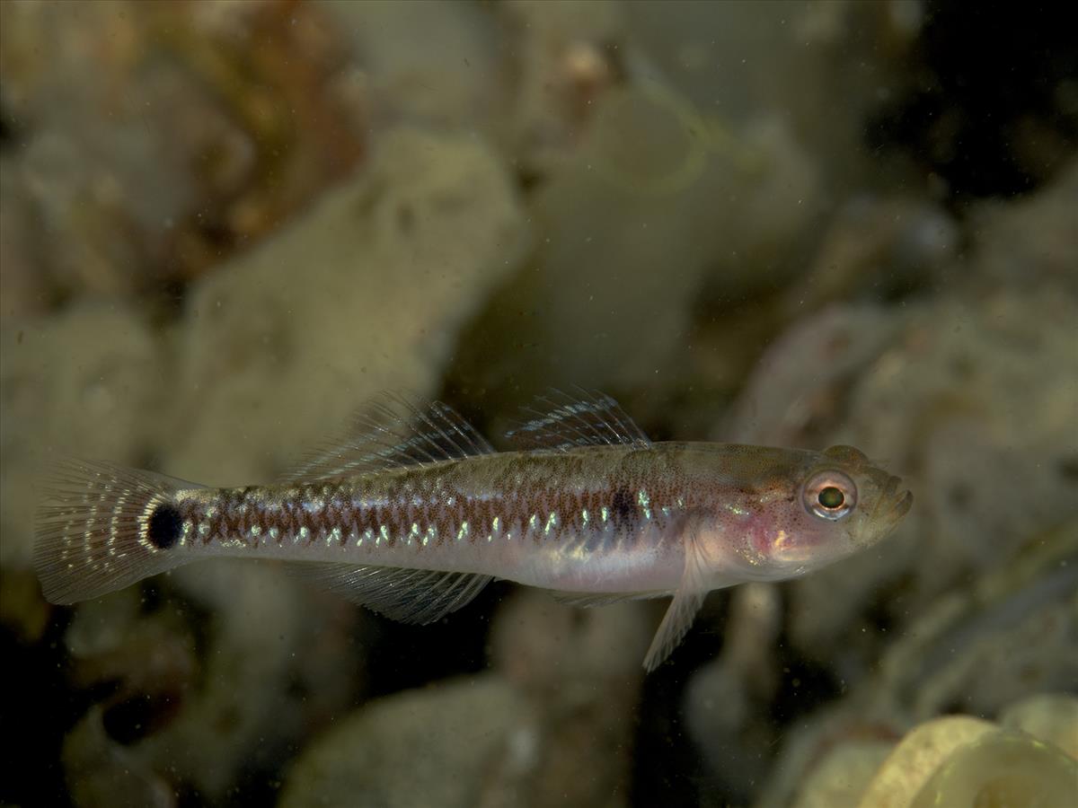 Gobiusculus flavescens (door Marion Haarsma)