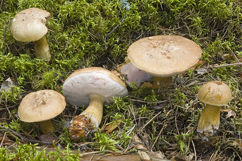 Tylopilus felleus (door Nico Dam)