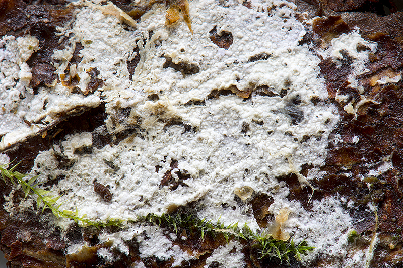 Tylospora asterophora (door Nico Dam)