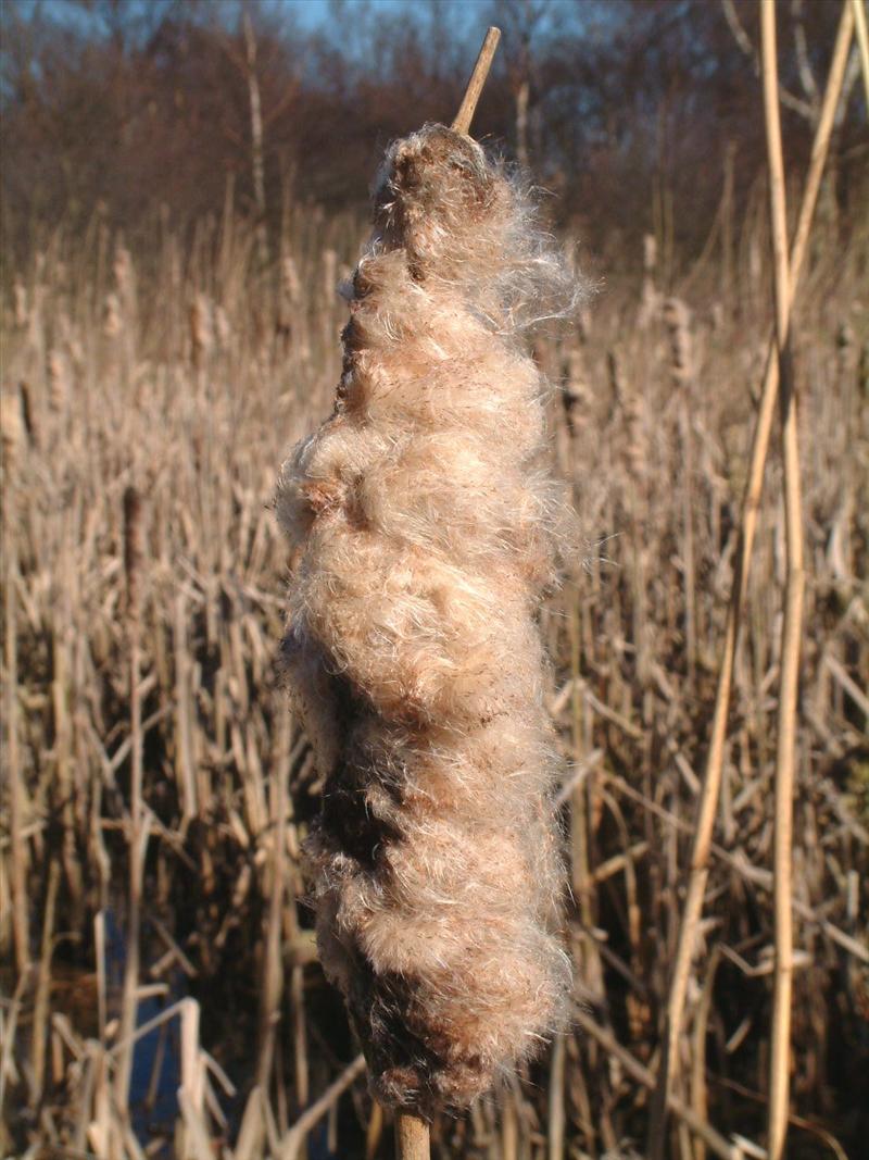 Typha latifolia (door Adrie van Heerden)