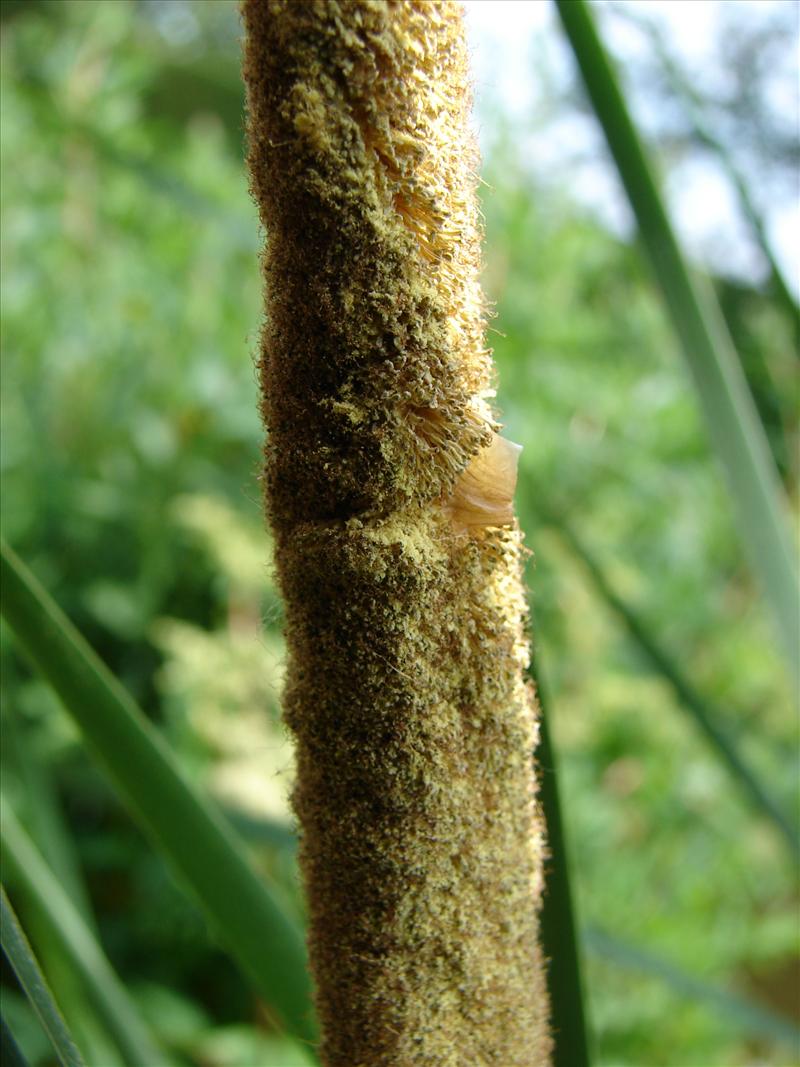 Typha latifolia (door Adrie van Heerden)