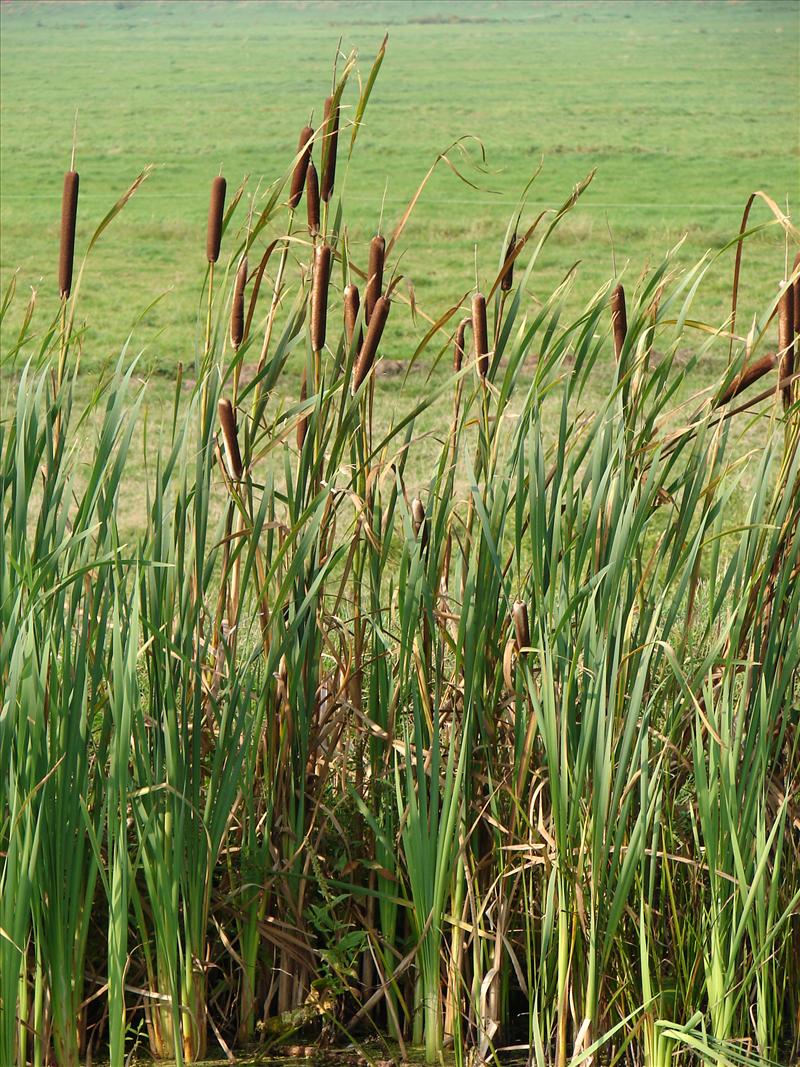 Typha latifolia (door Adrie van Heerden)