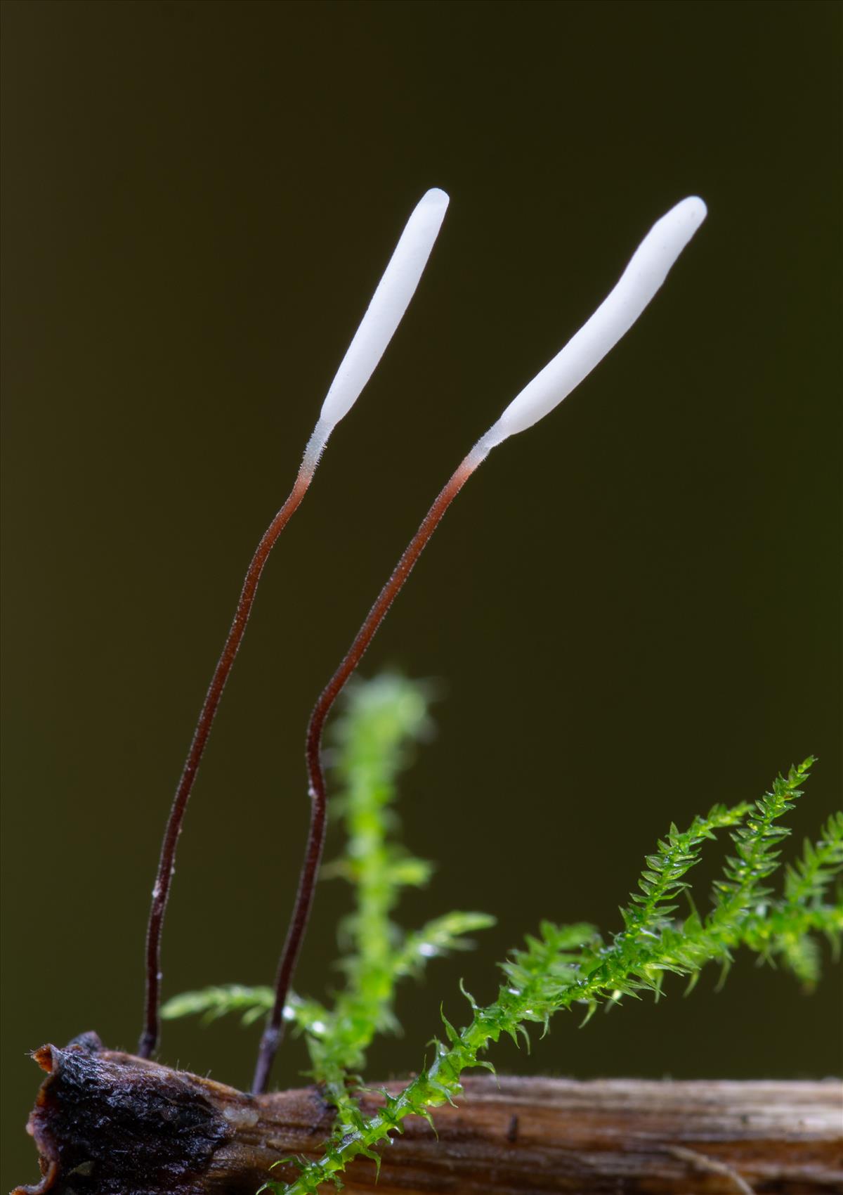 Typhula erythropus (door Roeland Enzlin)