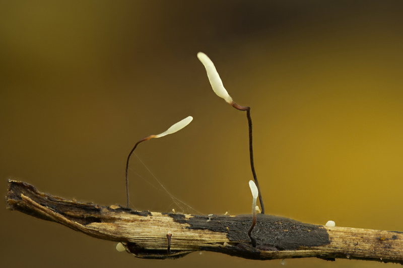 Typhula erythropus (door Menno Boomsluiter)