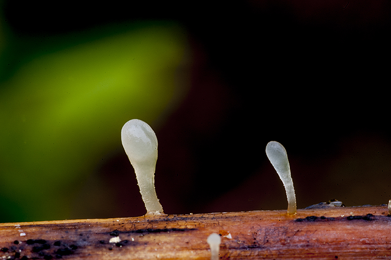 Typhula uncialis (door Nico Dam)