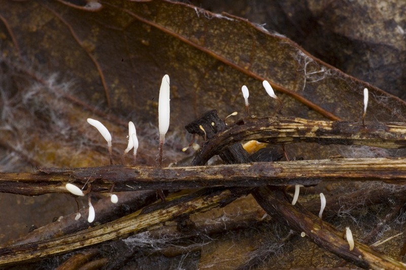 Typhula erythropus (door Nico Dam)