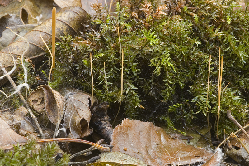 Typhula phacorrhiza (door Nico Dam)