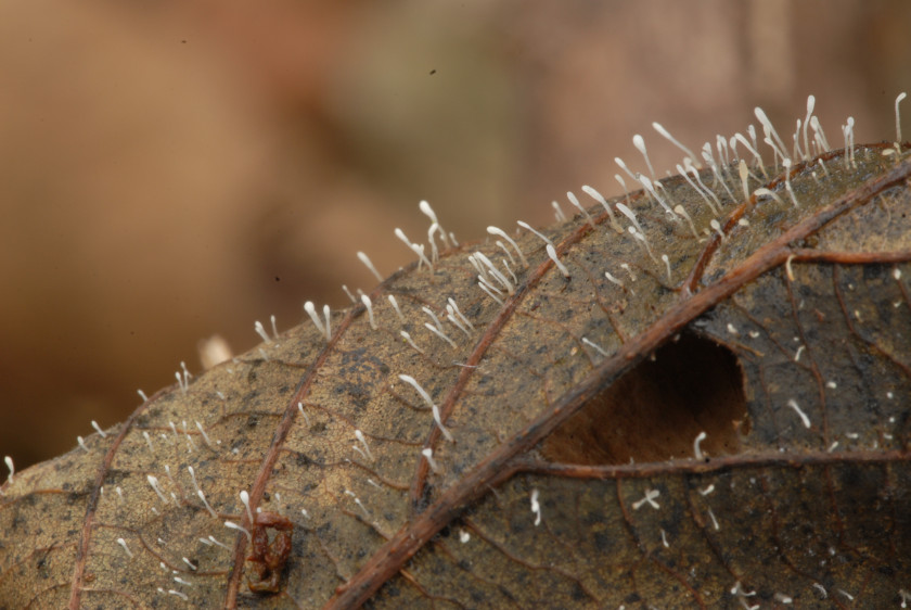 Typhula setipes (door Eline Vis)