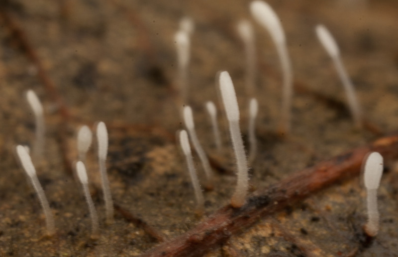 Typhula setipes (door Aldert Gutter)