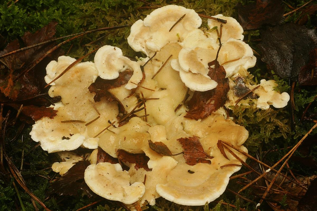 Tyromyces chioneus (door Henk Remijn)