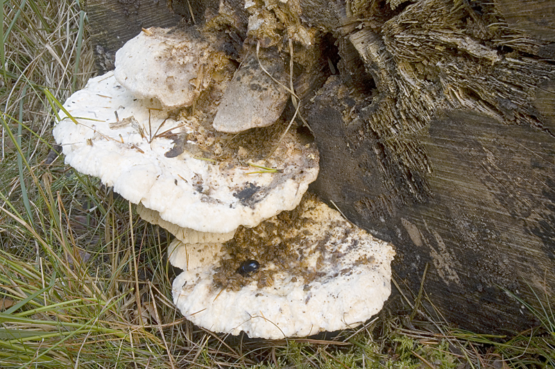 Aurantiporus fissilis (door Nico Dam)